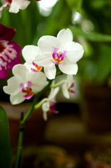 Obraz na płótnie Canvas White orchid close-up