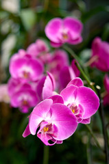 Fototapeta na wymiar Bright pink orchids