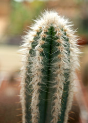 Green cactus with white hair