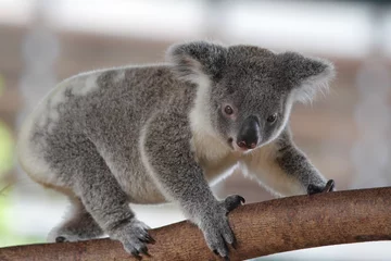Lichtdoorlatende gordijnen Koala Koala (Phascolarctos cinereus)
