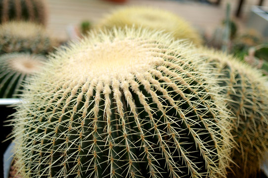 Big round cactus with yellow thorns