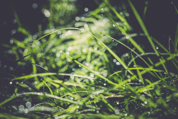 Morning Grass Macro Retro