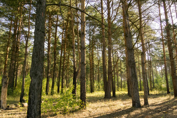 Morning in the Pine Forest