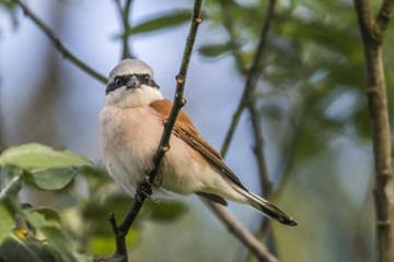 Neuntöter (Lanius collurio)