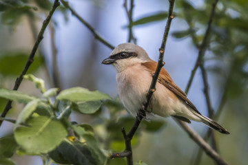 Neuntöter (Lanius collurio)