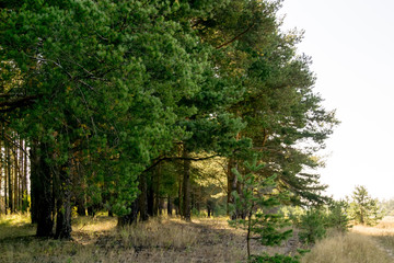 Fototapeta premium Pine Forest in the Morning