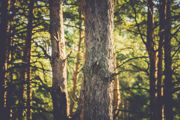 Pine Trees Macro Filtered