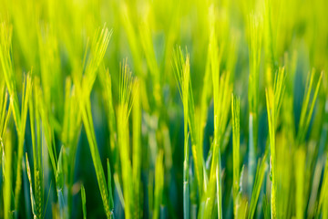 Sunny green wheat field - background of fresh spring Green yellow wheat field ears close up with shallow depth nature backdrop