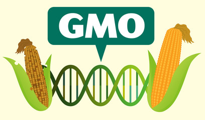 Genetically Modified Organisms (GMO) before after - obrazy, fototapety, plakaty