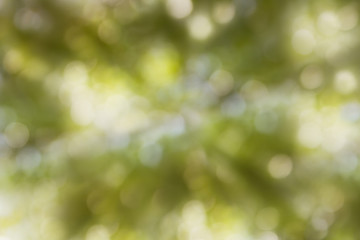 Obraz premium Dreamy soft glow romantic mood tree bush bokeh background, abstract dreamy green bokeh background