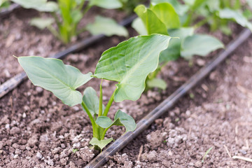 Green leaves of calla flower in the greenhouse