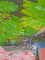 tropical toad or frog
