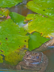 tropical toad or frog