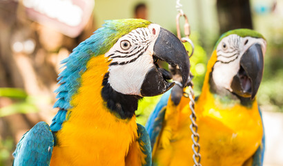 Colorful macaws in the park