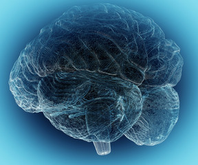 human brain 1