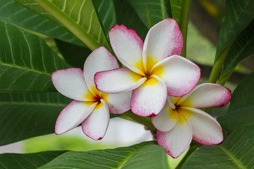 Fototapeta na wymiar Beautiful sweet yellow pink and white flower plumeria or frangipani on tree with fresh green leaf