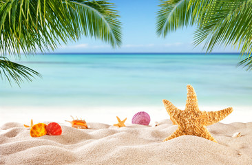 Naklejka na ściany i meble Tropical beach with various shells in sand