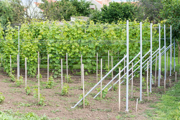 Fototapeta na wymiar Small homemade vineyard with young vine plants