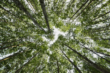 mangrove trees forest