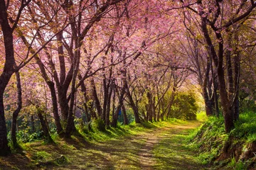 Wall murals Cherryblossom cherry blossom pink sakura in Thailand and a footpath leading in