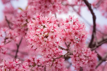Beautiful pink Sakura flower blooming