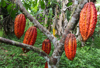 TINGO MARIA, PERU - JUNE 22: A view of the cocoa growers from Naranjillo cooperative in rainforest...