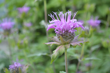 Monarda