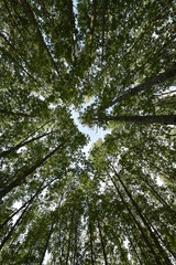 Fototapeta premium mangrove trees forest