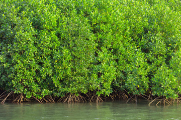 Mangrove trees along the sea