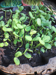 sunflower sprouts