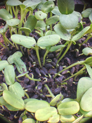 sunflower sprouts
