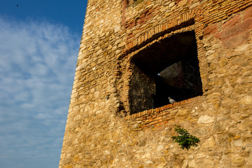 Taube im Fenster der Ruine der Burg Landskron in Oppenheim