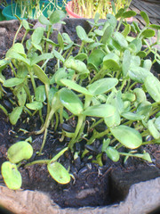 sunflower sprouts
