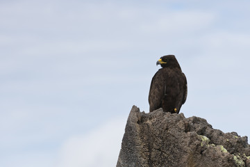 Young Galapagos hawk on the watch.