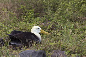 Nesting waved albatross.