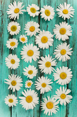 Chamomile flowers. Flat lay composition.