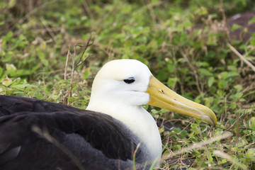 Close-up of a nesting waved albatross.
