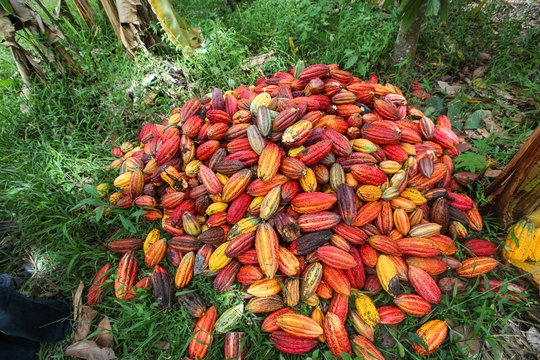 TINGO MARIA, PERU - JUNE 22: A view of the cocoa growers from Naranjillo cooperative in rainforest nearby Tingo Maria in Peru, 2011