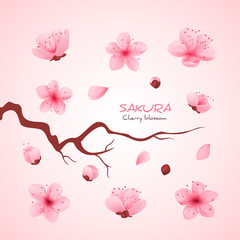 Vector illustration sakura cherry, branch with blooming flowers, Japan flowers