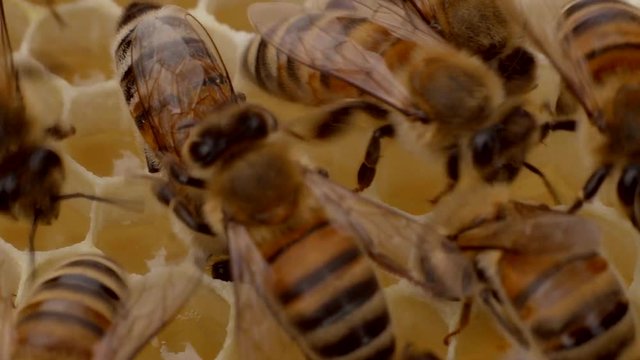  Honigwabe wird von Bienen befüllt