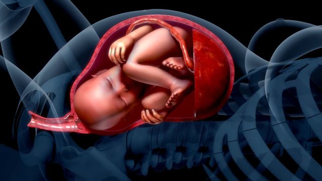 Baby in womb