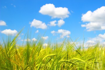 Wheat field and blue sky with white clouds in background