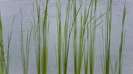 Green long grass with white wall