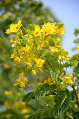 Flower of Scrambled Egg Tree - Senna surattensis Burm