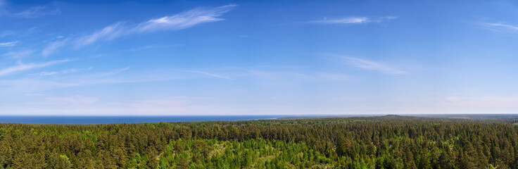 High point panorama of coniferous forest