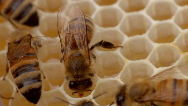 Bienen an einer Hongiwabe
