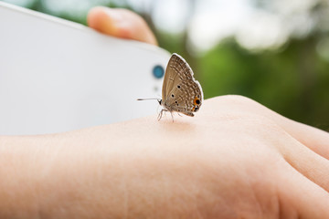 Lovely butterfly suddenly catch hand with blurred smartphone shooting and nature tree bokeh background