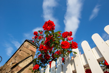 Rote Rosen an weißem Zaun unter blauem Himmel