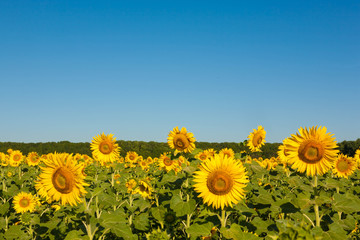 Fototapeta premium Field of blooming sunflowers