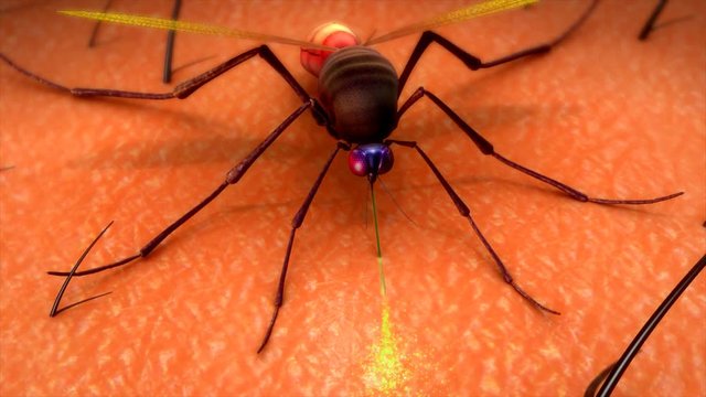Mosquito bites 